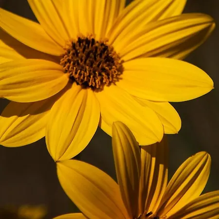 Bosco Canoro 4* Bibione