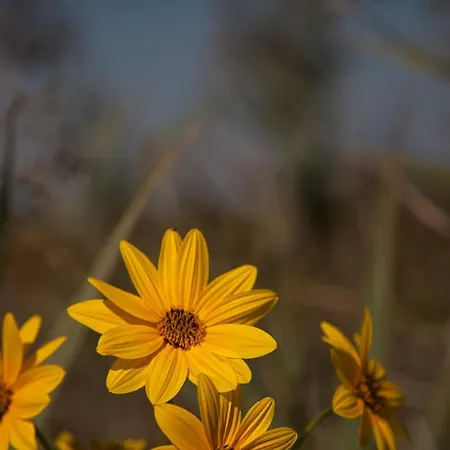 Aparthotel Bosco Canoro 4*