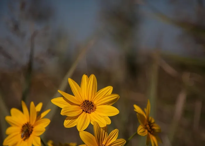 Aparthotel Bosco Canoro 4*