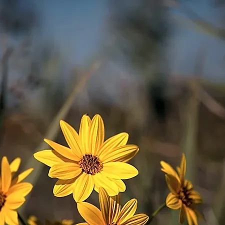 Bosco Canoro Apartahotel