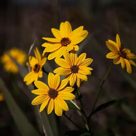 Bosco Canoro Aparthotel Bibione