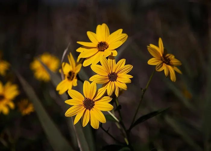 Bosco Canoro Апарт-готель Бібіоне